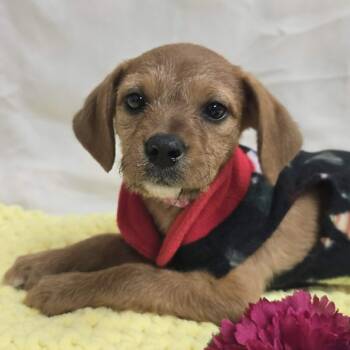 Chihuahua and Dachshund Dogs Available for Adoption - Daisy The Mixed Breed Puppy | PetCurious