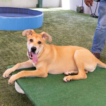 Halo -  Shepherd and Mixed Breed Dog for Adoption in Long Beach, California - Halo | PetCurious