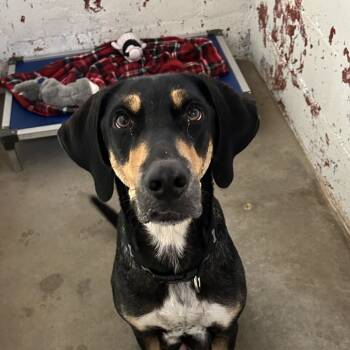Rescue Hound Dogs for Adoption in Enterprise, Alabama - Pawlette | PetCurious
