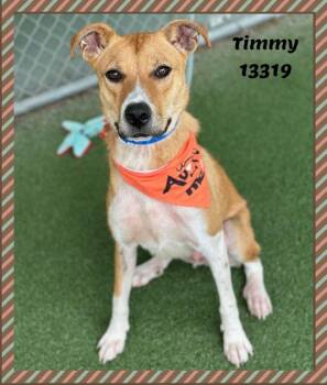 TIMMY -  Hound and Border Collie Dog for Adoption in Marietta, Georgia - TIMMY | PetCurious
