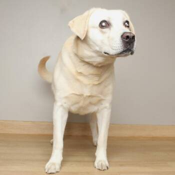 Dozer D70410 -  Labrador Retriever Dog for Adoption in Minnetonka, Minnesota - Dozer D70410 | PetCurious