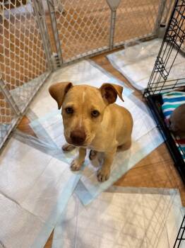 Pit Bull Terrier and Labrador Retriever Dogs Available for Adoption in Little Rock, Arkansas - Biscuit | PetCurious