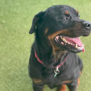 Ahsoka -  Rottweiler Dog for Adoption in Lakeland, Florida - Ahsoka | PetCurious