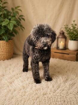 Tula Belle -  Maltese and Poodle Dog for Adoption in Brownstown, Indiana - Tula Belle | PetCurious