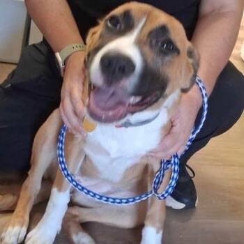 Riley -  Collie Dog for Adoption in Enterprise, Alabama - Riley | PetCurious