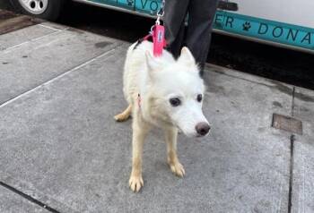 Showtime -  Mixed Breed Dog for Adoption in New York, New York - Showtime | PetCurious