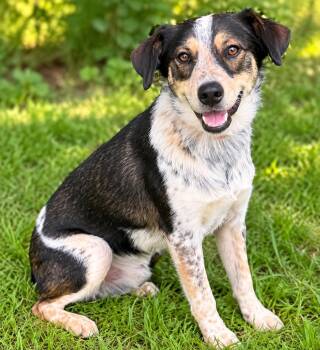 Tankian -  Australian Shepherd and Terrier Dog for Adoption in Skyline, Minnesota - Tankian | PetCurious