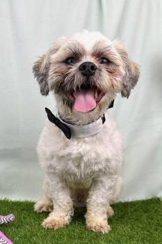 Shih Tzu Dogs Available for Adoption in Kerrville, Texas - Chevy | PetCurious