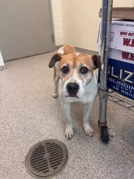Pit Bull Terrier and Hound Dogs Available for Adoption in Disputanta, Virginia - Nessie | PetCurious