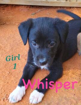 W litter whisper -  Border Collie and Labrador Retriever Dog for Adoption in Semmes, Alabama - W Litter Whisper | PetCurious