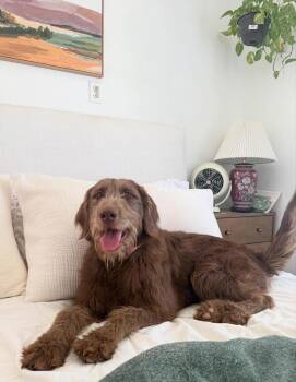 Labradoodle Dogs Available for Adoption in Edmond, Oklahoma - Woody | PetCurious