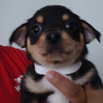 Stanford -  Mixed Breed Dog for Adoption in Leander, Texas - Stanford | PetCurious