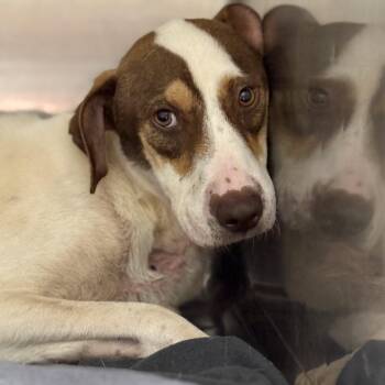 Rescue Hound Dogs for Adoption in Dawsonville, Georgia - Vision | PetCurious