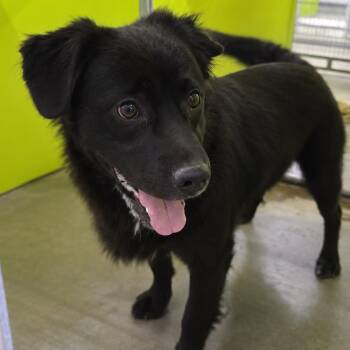 Carmine -  Spaniel and Mixed Breed Dog for Adoption in San Jacinto, California - Carmine | PetCurious