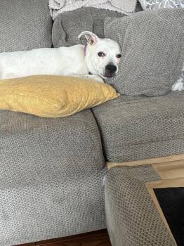 Lucy Linville -  Mixed Breed Dog for Adoption in Cincinnati, Ohio - Lucy Linville | PetCurious