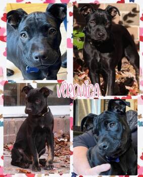 Rescue Mixed Breed Dogs for Adoption in Lancaster, New York - Veronica | PetCurious