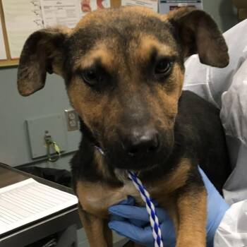 Shepherd Dogs Available for Adoption in Greenville, South Carolina - Amigo | PetCurious