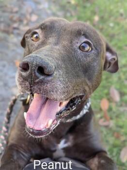 Rescue Mixed Breed Dogs for Adoption in Jacksonville, Florida - PEANUT | PetCurious