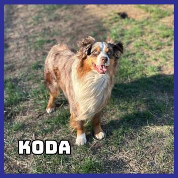 Australian Shepherd Dogs Available for Adoption in Glenwood, Minnesota - Koda | PetCurious