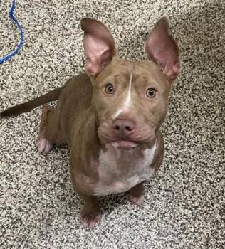 Chickpea -  Pit Bull Terrier and Mixed Breed Dog Available for Adoption in Westland, Michigan - Chickpea | PetCurious