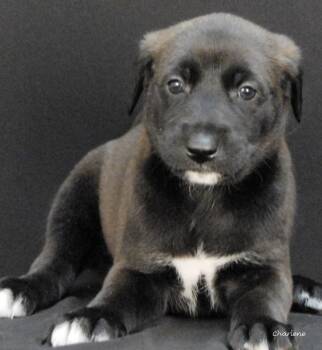 Squirtle -  Irish Wolfhound and Bluetick Coonhound Dog for Adoption in Newland, North Carolina - Squirtle | PetCurious