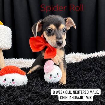 Spider Roll -  Chihuahua and Jack Russell Terrier Dog for Adoption in Sevierville, Tennessee - Spider Roll | PetCurious