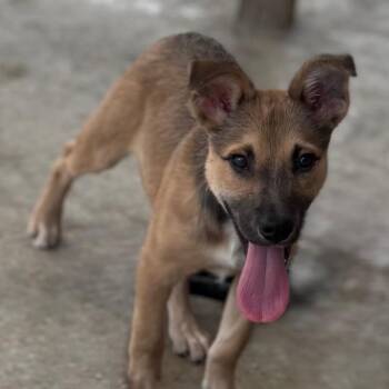 Nora James - 090101U -  Shepherd and Mixed Breed Dog for Adoption in Tupelo, Mississippi - Nora James - 090101U | PetCurious