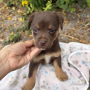 Ranger -  Shepherd Dog for Adoption in Harlingen, Texas - Ranger | PetCurious