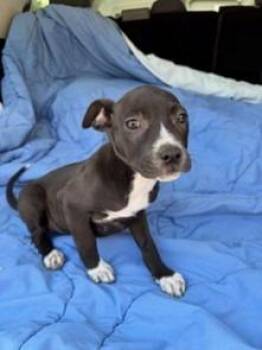 Cecilia 26 -  Labrador Retriever and Staffordshire Bull Terrier Dog for Adoption in Brookhaven, Mississippi - Cecilia 26 | PetCurious