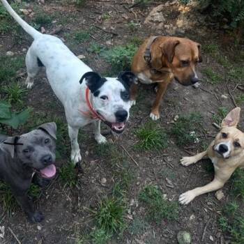 RAYMOND -  Terrier Dog for Adoption in Chicopee, Massachusetts - RAYMOND | PetCurious