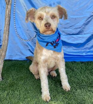 ARCHIE -  Poodle Dog for Adoption in Rowland Heights, California - ARCHIE | PetCurious