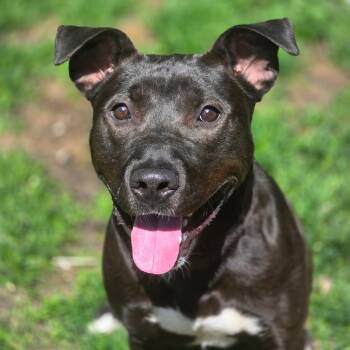 Pookie 260361 -  Mixed Breed Dog for Adoption in Gladstone, Michigan - Pookie 260361 | PetCurious