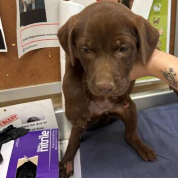 Orion -  Mixed Breed Dog for Adoption in Memphis, Tennessee - Orion | PetCurious