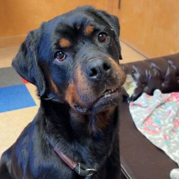 Peach -  Rottweiler Dog for Adoption in Valparaiso, Indiana - Peach | PetCurious