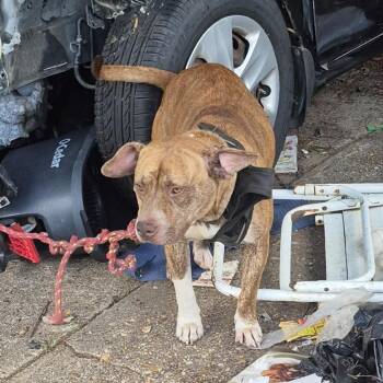 Tina -  Mixed Breed Dog for Adoption in Columbus, Georgia - Tina | PetCurious