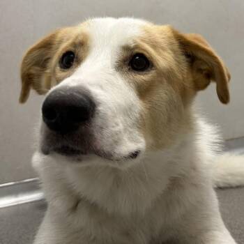 Oakley -  Shepherd Dog for Adoption in Des Moines, Iowa - Oakley | PetCurious