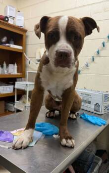 Mint -  American Staffordshire Terrier and Staffordshire Bull Terrier Dog for Adoption in Albany, Georgia - Mint | PetCurious