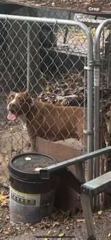 A136775 -  Mixed Breed Dog for Adoption in Palmetto, Florida - A136775 | PetCurious