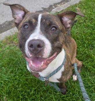 SAINT - Looking for a foster/forever home -  Boxer Dog for Adoption in Birmingham, Michigan - SAINT - Looking For A Foster/forever Home | PetCurious