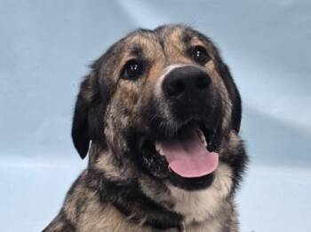 Iris -  Great Pyrenees and Caucasian Sheepdog Caucasian Ovtcharka Dog for Adoption in Golden Valley, Minnesota - Iris | PetCurious
