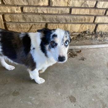 Bluey -  Australian Cattle Dog Blue Heeler Dog for Adoption in Stilwell, Oklahoma - Bluey | PetCurious