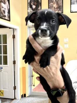 Labrador Retriever and Mixed Breed Dogs Available for Adoption in New Orleans, Louisiana - Lawrence | PetCurious