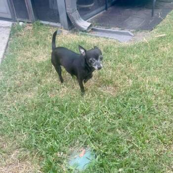 Rascal *Arriving 10/10* D12625 -  Chihuahua and Dachshund Dog for Adoption - Rascal *Arriving 10/10* D12625 | PetCurious