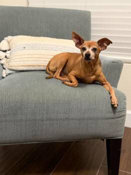 Chihuahua Dogs Available for Adoption in Mesa, Arizona - Mindy | PetCurious