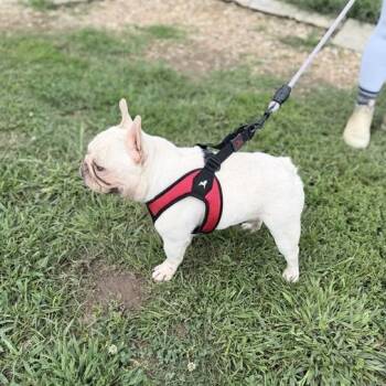 French Bulldog Dogs Available for Adoption in Carencro, Louisiana - Snorkels | PetCurious