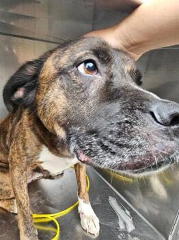 Rescue Mixed Breed Dogs for Adoption in Dallas, Texas - SCOOTER | PetCurious