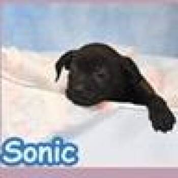 Labrador Retriever and Mixed Breed Dogs Available for Adoption in Tampa, Florida - Sonic | PetCurious