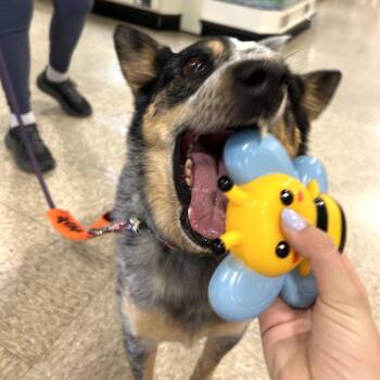 Australian Cattle Dog Blue Heeler and Mixed Breed Dogs Available for Adoption in Kyle, Texas - CHASE | PetCurious