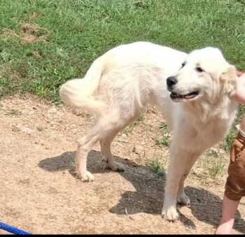 Margo -  Great Pyrenees Dog for Adoption in Dittmer, Missouri - Margo | PetCurious
