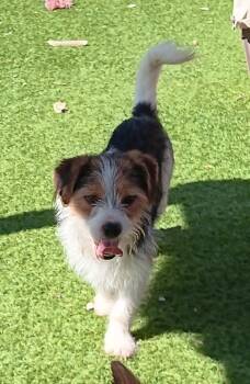 Allie Goofy -  Terrier Dog for Adoption in Fort Lupton, Colorado - Allie Goofy | PetCurious